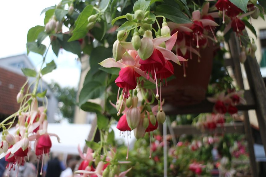 4. Fuchsienschau in der Nordh&auml;user Traditionsbrennerei