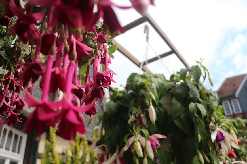 4. Fuchsienschau in der Nordh&auml;user Traditionsbrennerei