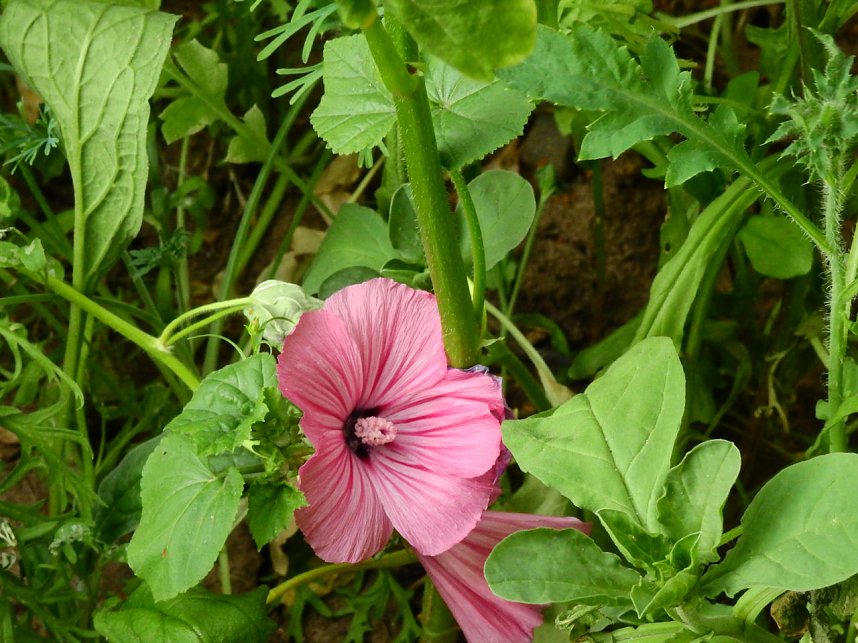 Bl&uuml;hende Landschaften in der T&ouml;pferstra&szlig;e