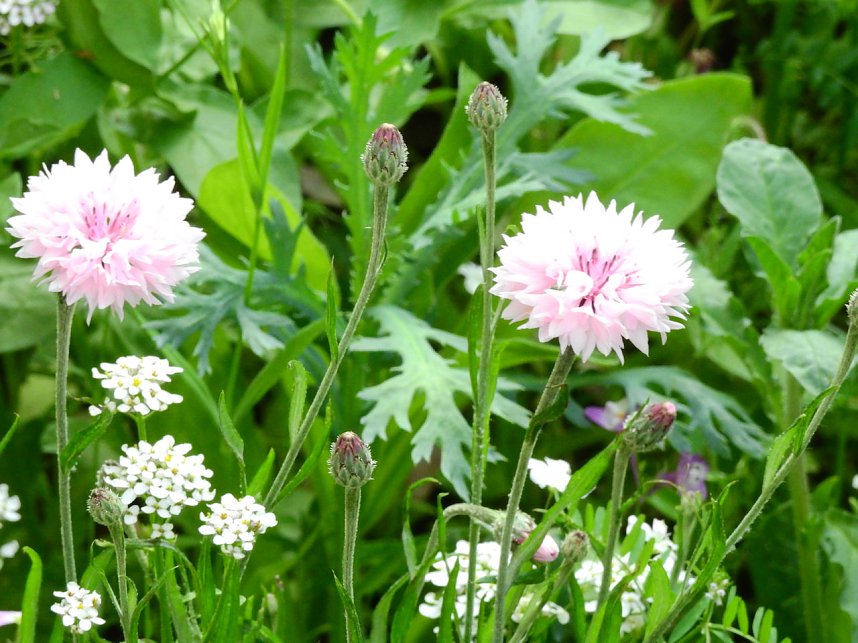 Bl&uuml;hende Landschaften in der T&ouml;pferstra&szlig;e