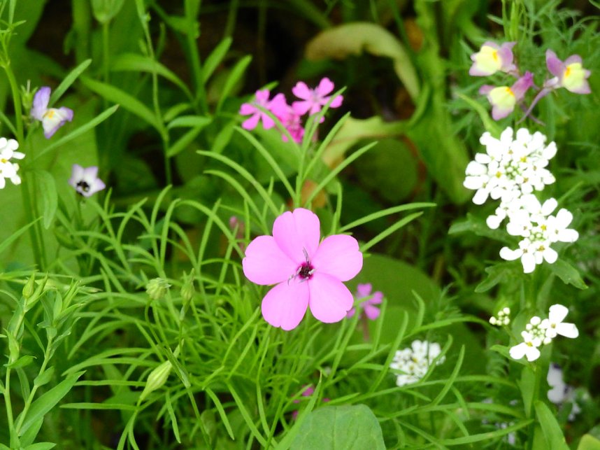 Bl&uuml;hende Landschaften in der T&ouml;pferstra&szlig;e