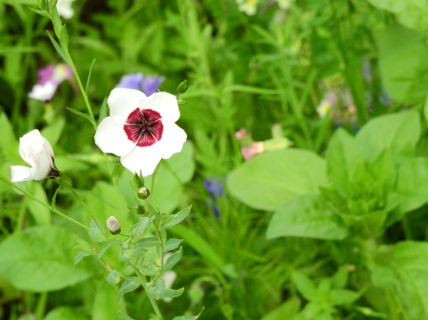 Bl&uuml;hende Landschaften in der T&ouml;pferstra&szlig;e