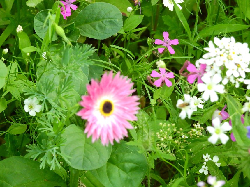 Bl&uuml;hende Landschaften in der T&ouml;pferstra&szlig;e