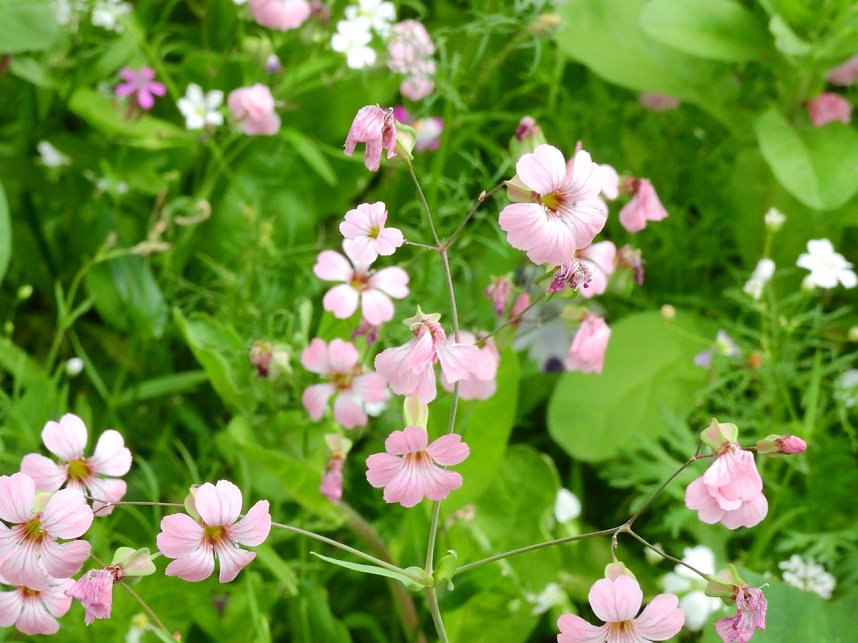 Bl&uuml;hende Landschaften in der T&ouml;pferstra&szlig;e