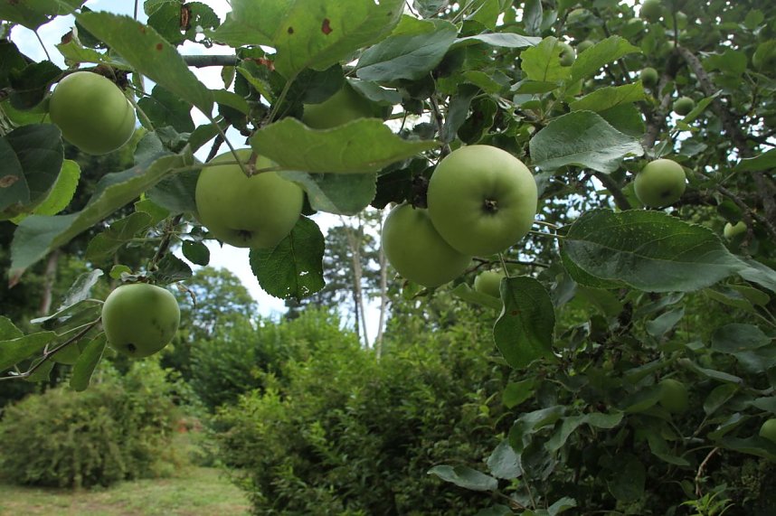 Offene G&auml;rten im Landkreis Nordhausen