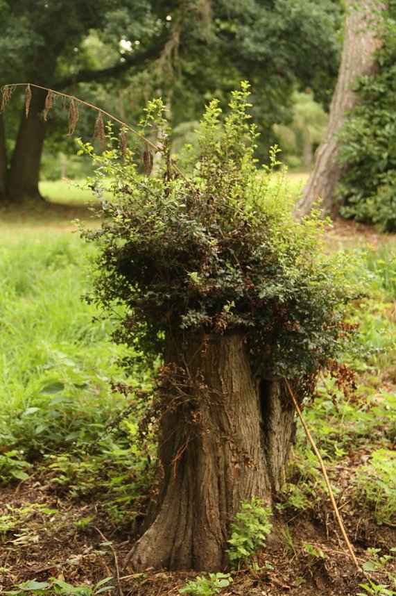 Offene G&auml;rten im Landkreis Nordhausen