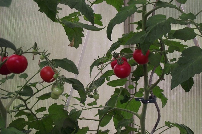 Pr&auml;chtig wachsen die Tomaten im Gew&auml;chshaus heran.