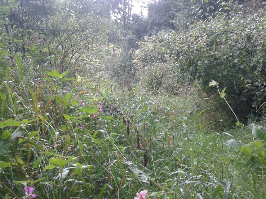 Ein Wanderweg w&auml;chst zu