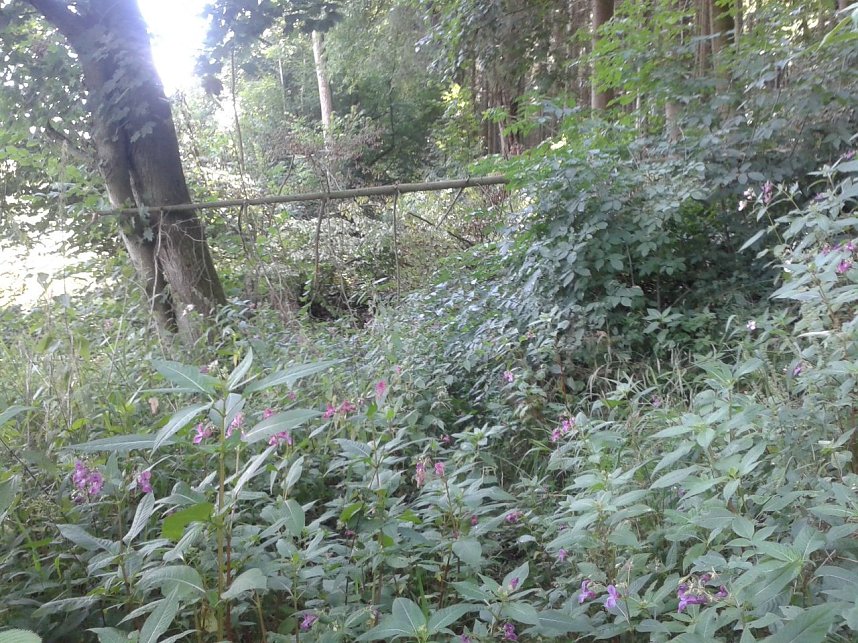 Ein Wanderweg w&auml;chst zu