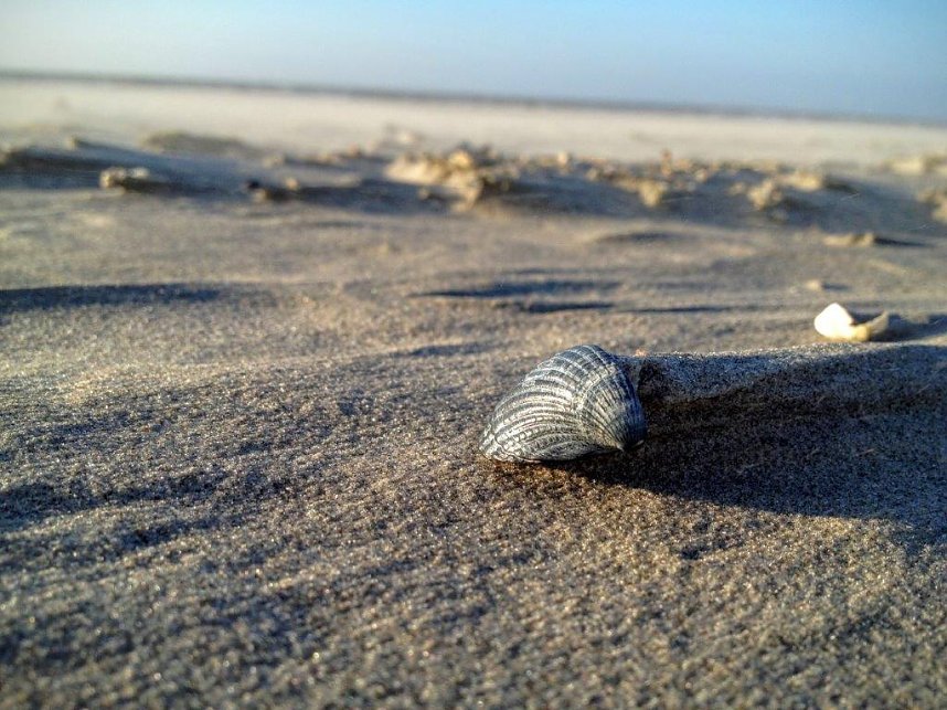Unterwegs auf Ameland: Muschel