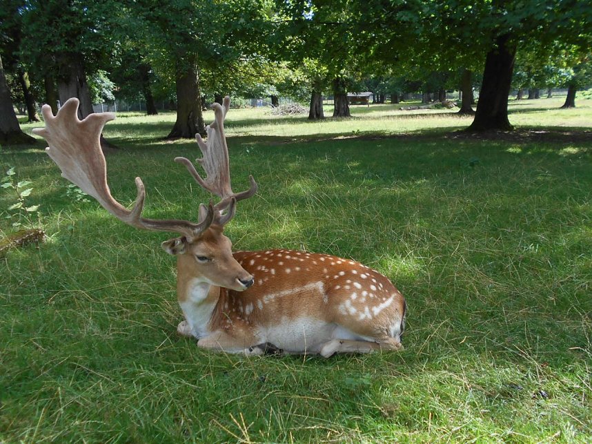 Heimbewohner waren unterwegs