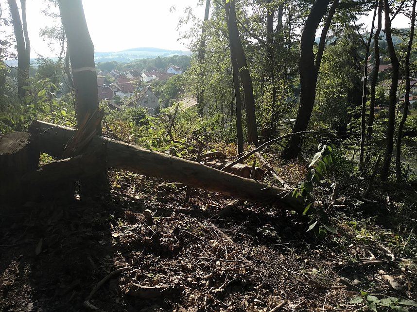 Am Nordh&auml;user Kuhberg