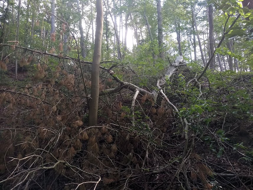 Am Nordh&auml;user Kuhberg