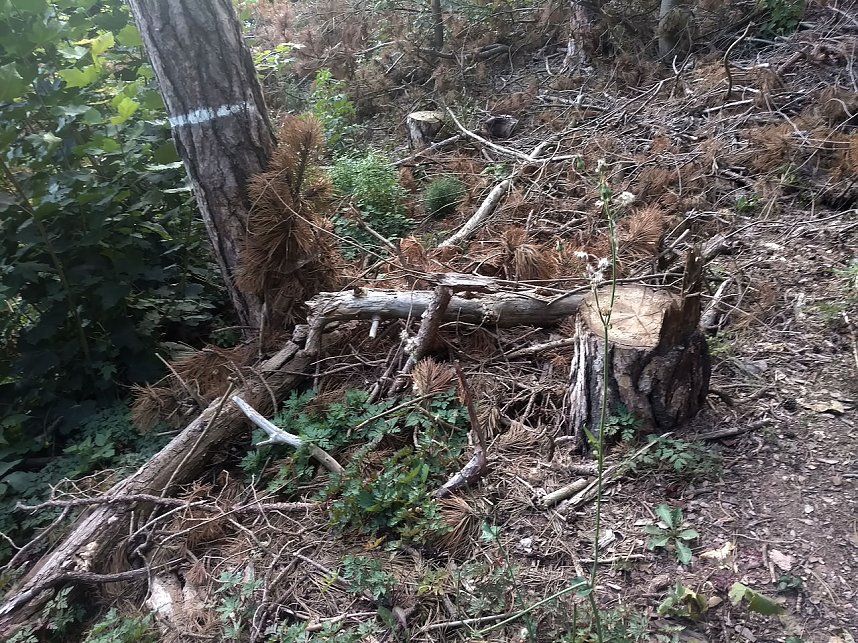 Am Nordh&auml;user Kuhberg