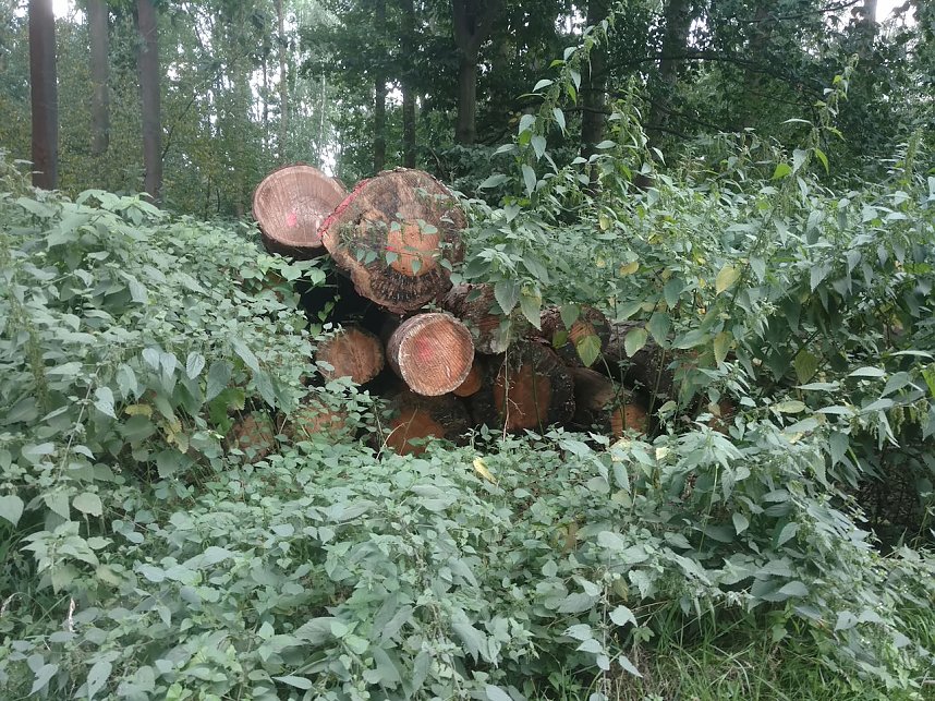 Am Nordh&auml;user Kuhberg