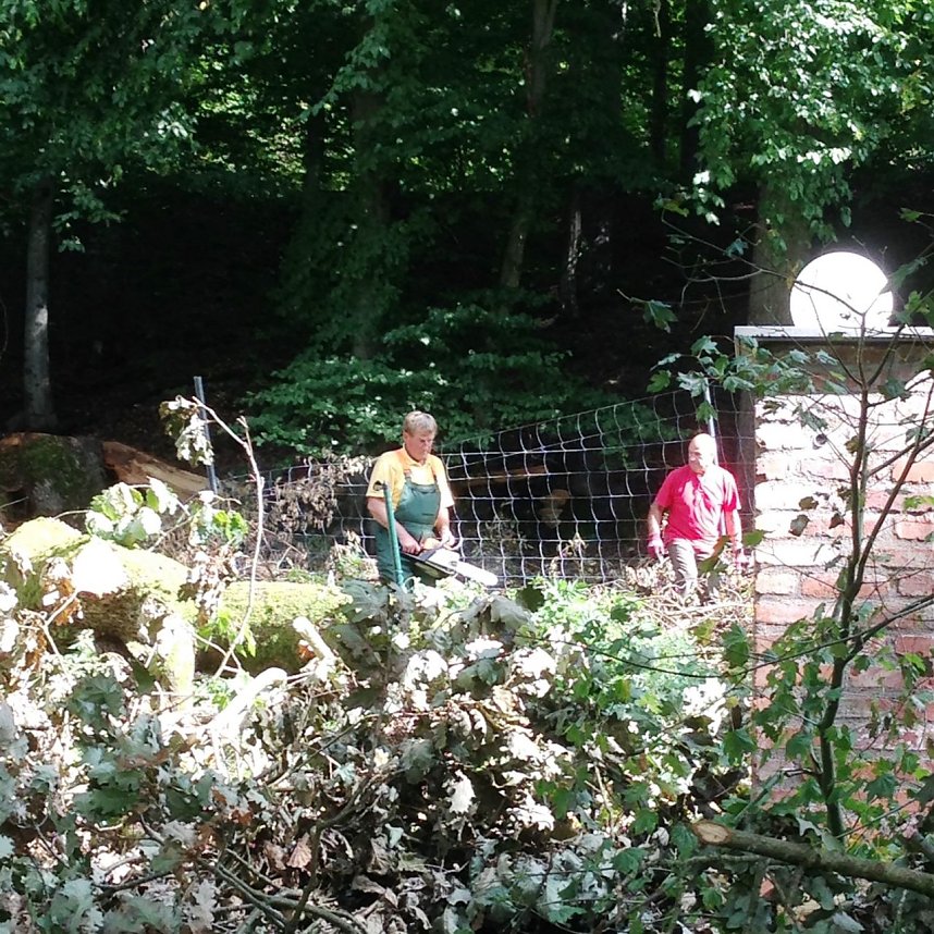 Ordentlich angepackt - acht Mitglieder des Ahornparkvereins schafften den alten Baumriesen aus dem Weg