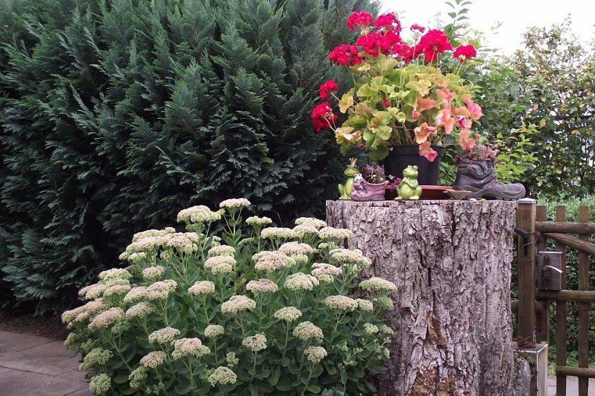 Vom einstigen Walnussbaum blieb nur noch der Stamm &uuml;brig.