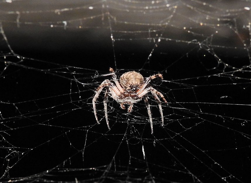 Spinnen im Mondschein am Goitzsche See