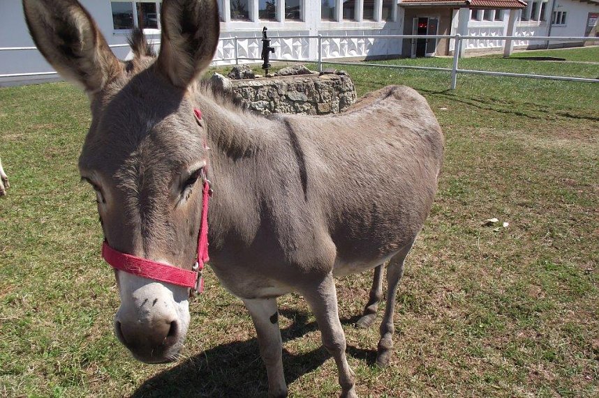 Ein Besuch auf der Forst-Farm