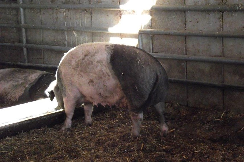 Ein Besuch auf der Forst-Farm