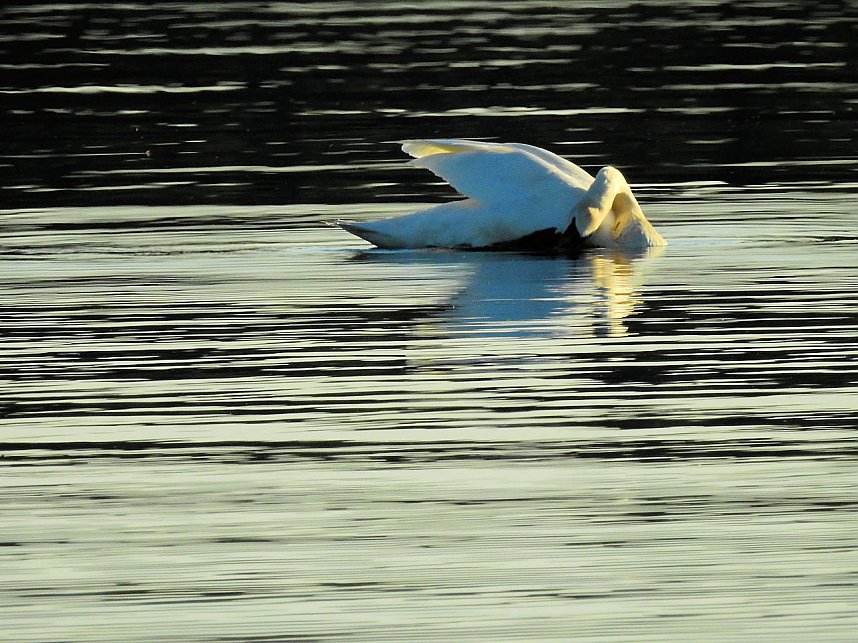 Badespa&szlig; am See