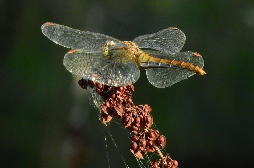 Badespa&szlig; am See