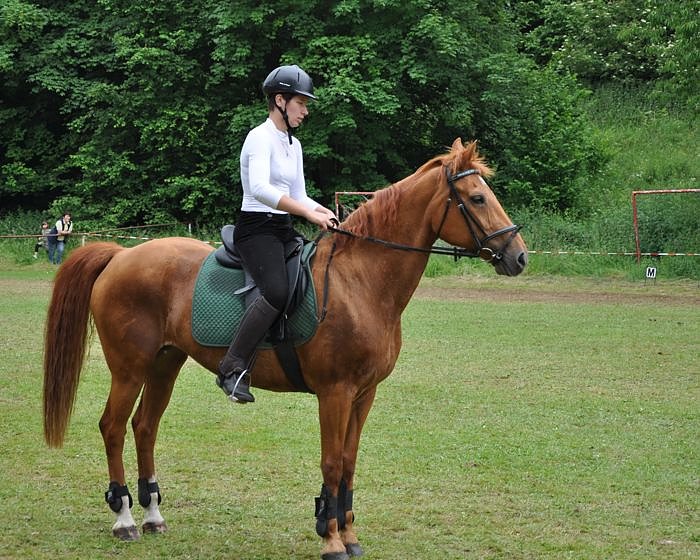 Ponyfest W&uuml;lfingerode