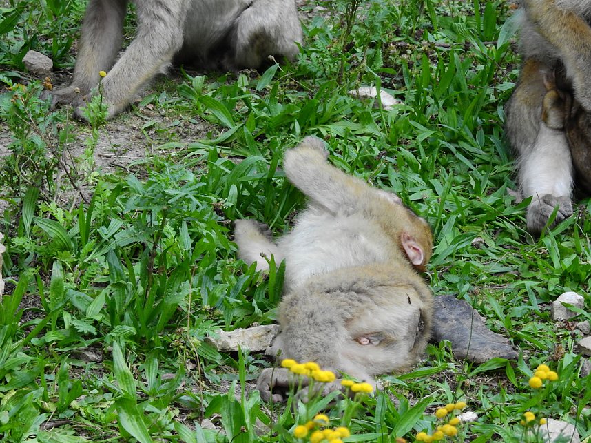 Gleich 12 mal konnte man sich im Affenwald auf dem Strau&szlig;berg &uuml;ber Nachwuchs freuen