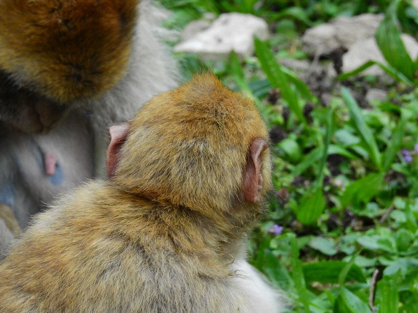 Gleich 12 mal konnte man sich im Affenwald auf dem Strau&szlig;berg &uuml;ber Nachwuchs freuen
