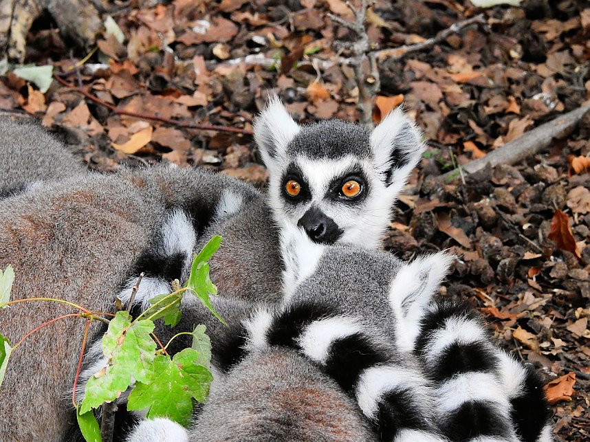 Gleich 12 mal konnte man sich im Affenwald auf dem Strau&szlig;berg &uuml;ber Nachwuchs freuen
