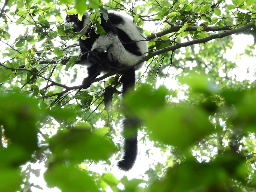 Gleich 12 mal konnte man sich im Affenwald auf dem Strau&szlig;berg &uuml;ber Nachwuchs freuen