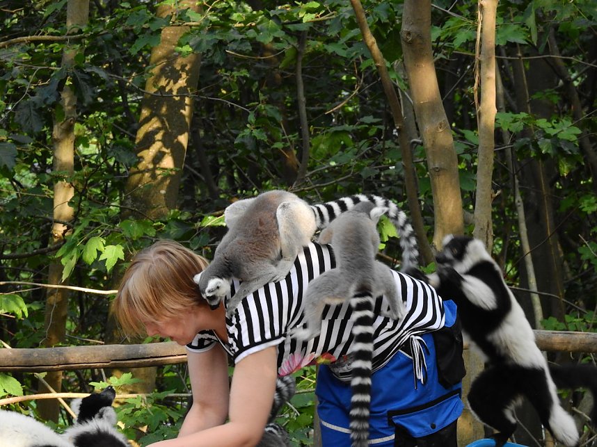 Gleich 12 mal konnte man sich im Affenwald auf dem Strau&szlig;berg &uuml;ber Nachwuchs freuen