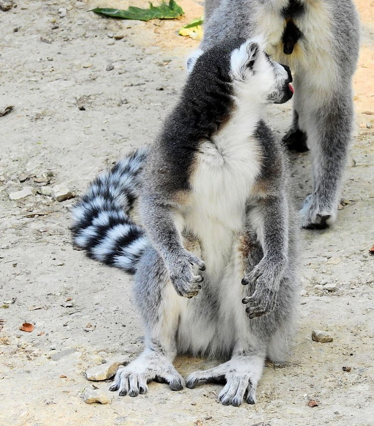 Gleich 12 mal konnte man sich im Affenwald auf dem Strau&szlig;berg &uuml;ber Nachwuchs freuen