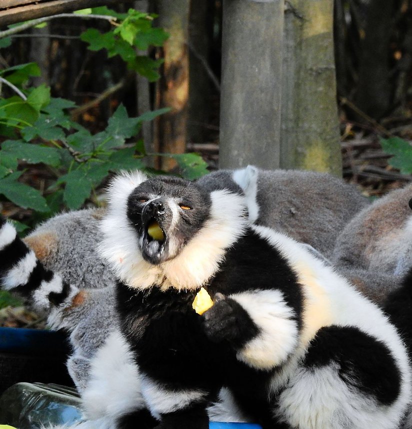 Gleich 12 mal konnte man sich im Affenwald auf dem Strau&szlig;berg &uuml;ber Nachwuchs freuen