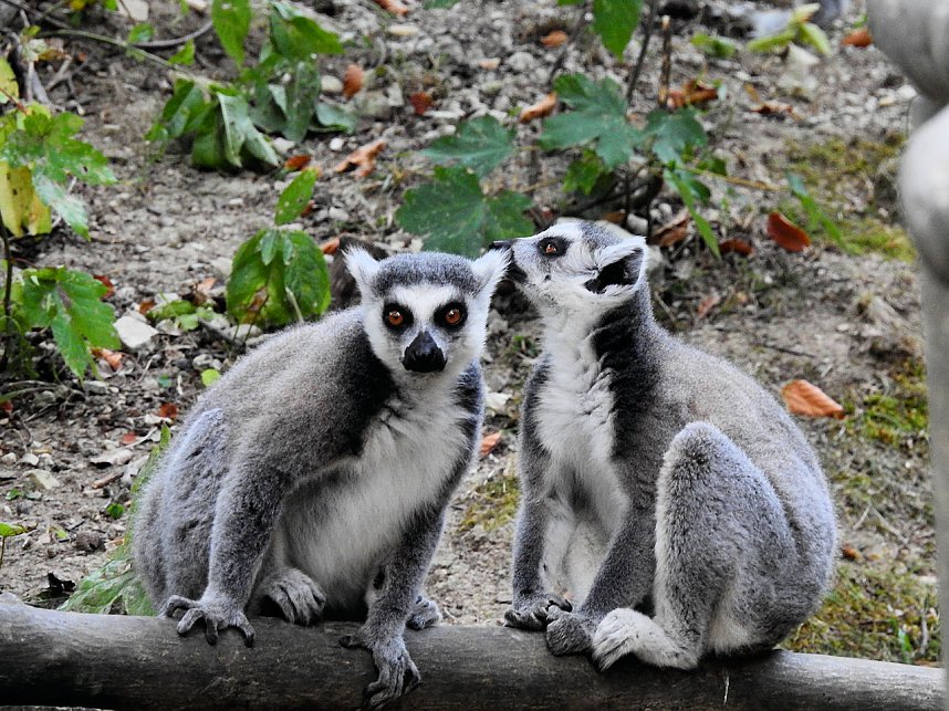 Gleich 12 mal konnte man sich im Affenwald auf dem Strau&szlig;berg &uuml;ber Nachwuchs freuen