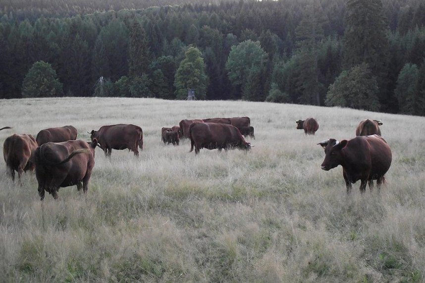 Auf den Spuren des Harzer Roten H&ouml;henviehs