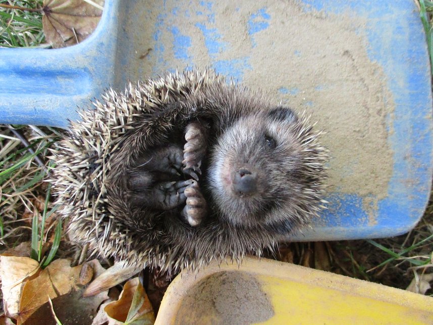 Spatzen retten Igel