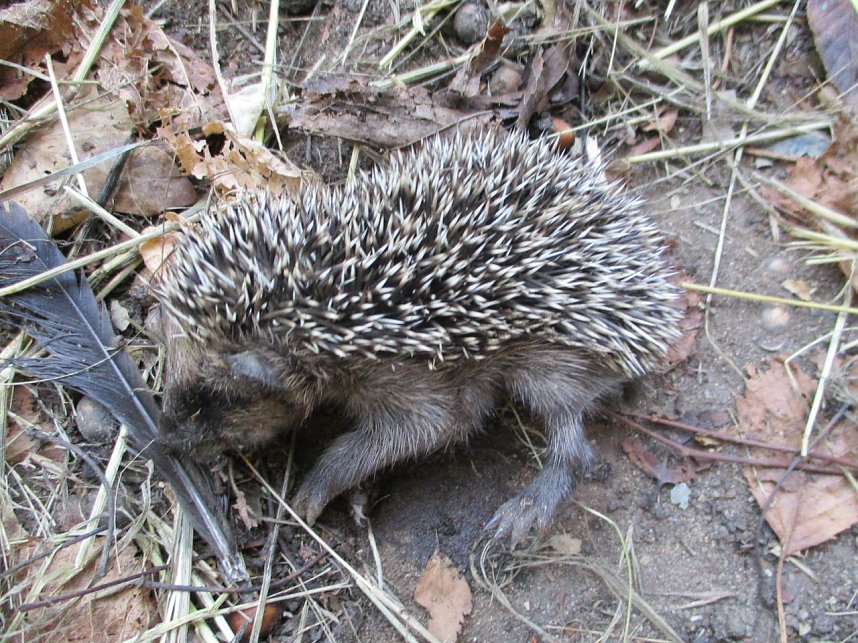 Spatzen retten Igel