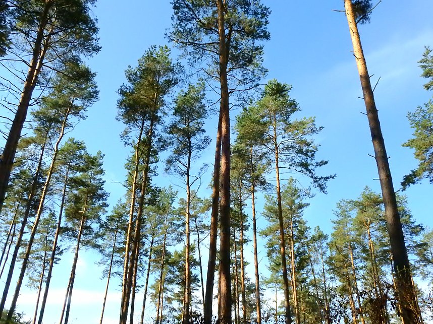 Rundgang am Sollnitzer See