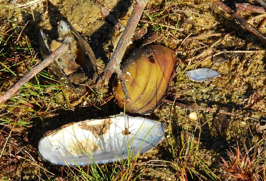 Rundgang am Sollnitzer See