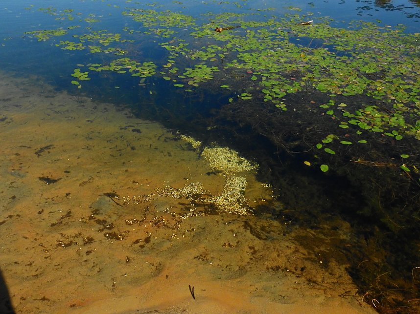 Rundgang am Sollnitzer See