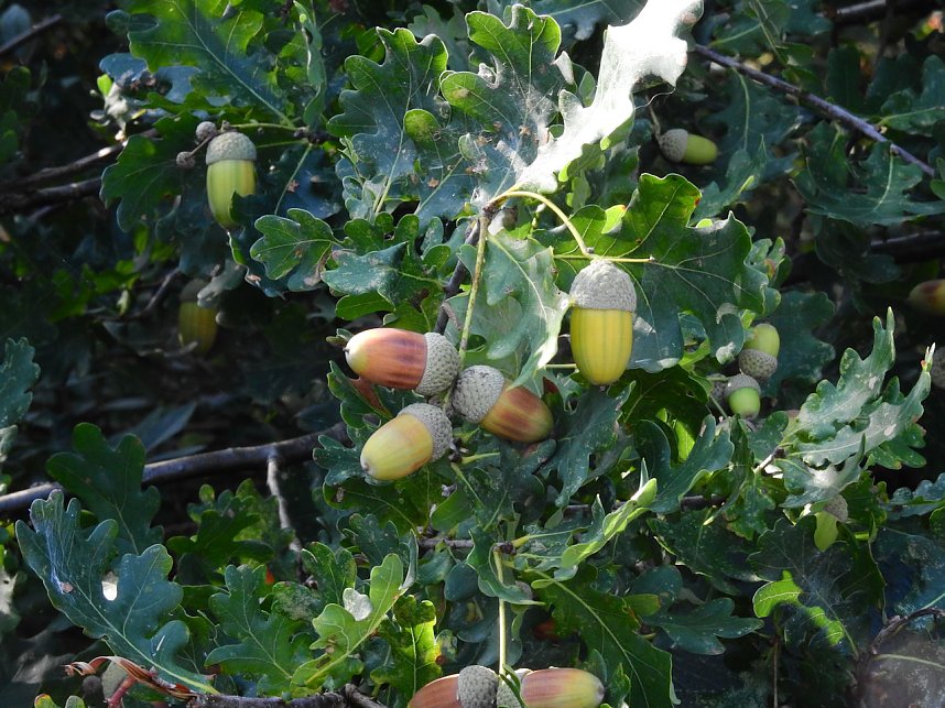 Rundgang am Sollnitzer See