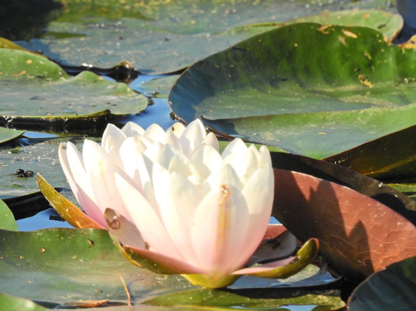Kirche im W&ouml;rlitzer Park