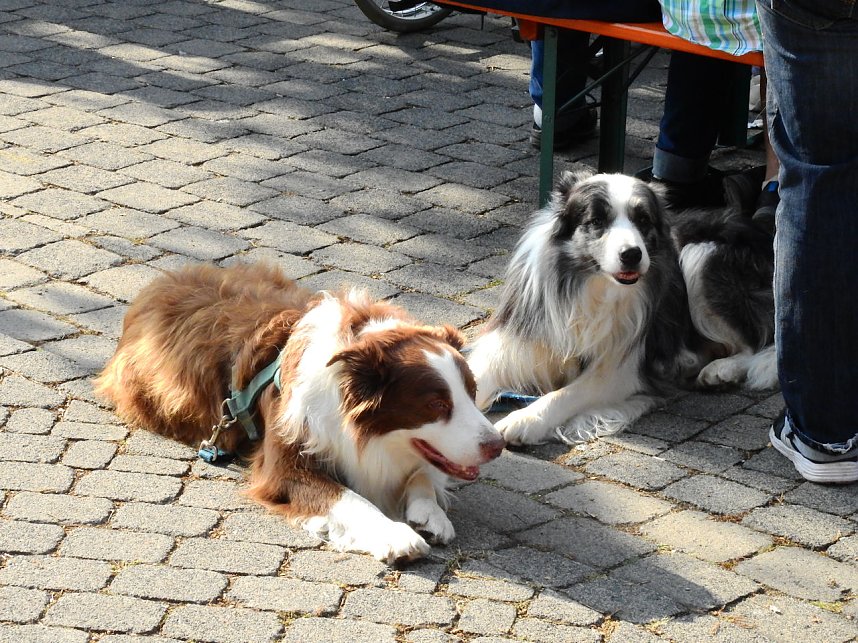 Klostermarkt in Walkenried