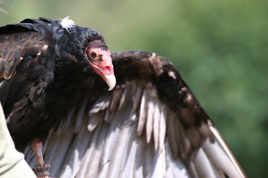 Besuch im Harzfalkenhof