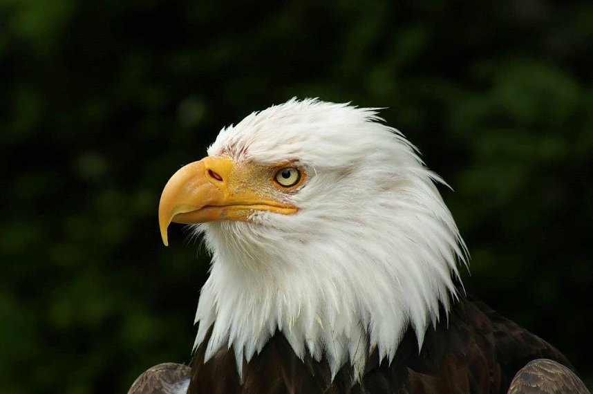 Besuch im Harzfalkenhof