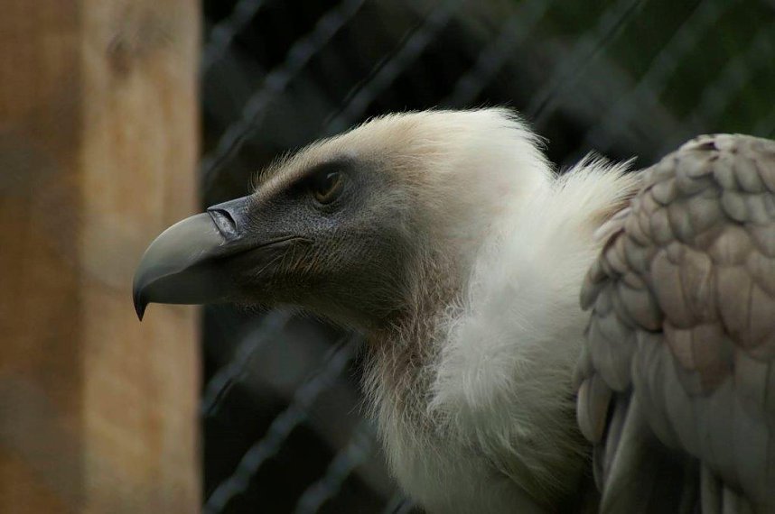 Besuch im Harzfalkenhof