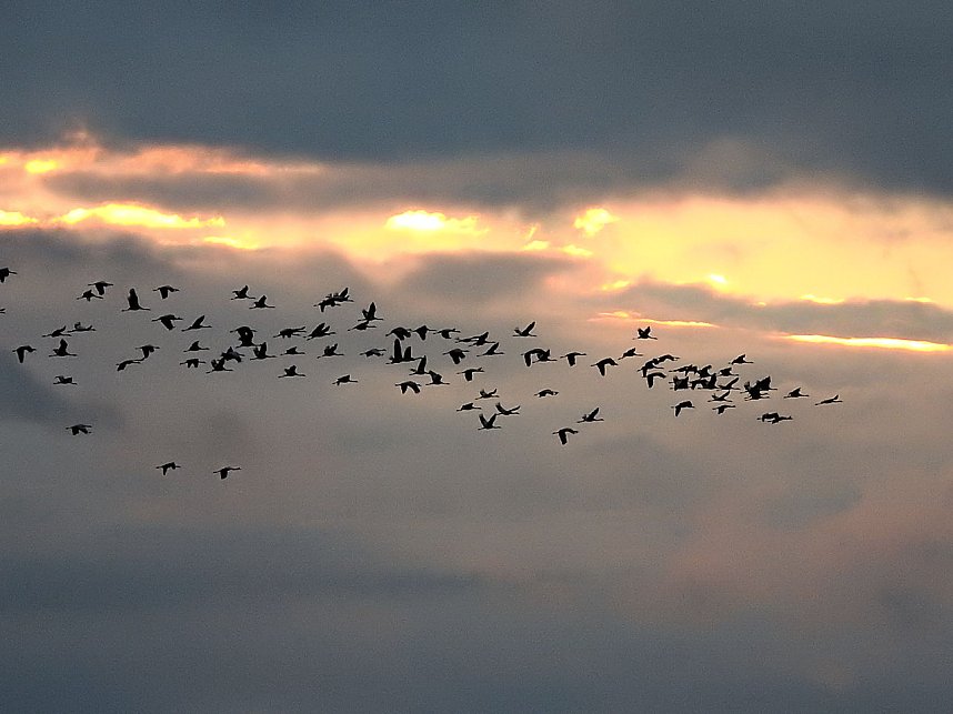 Flugshow der Kraniche