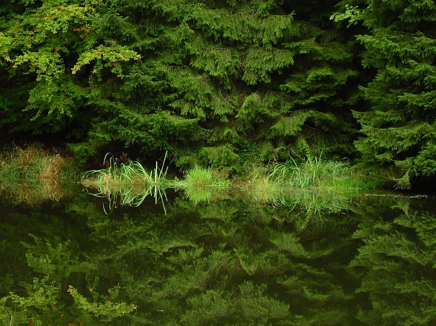 Hardt-Teich bei Neustadt