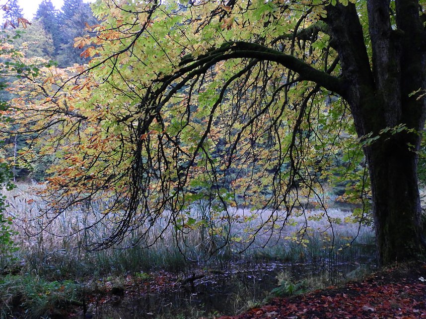 Hardt-Teich bei Neustadt